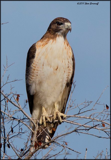 _1SB8185 red-tailed hawk.jpg